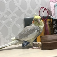 パルム