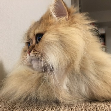 ゆきLoveの写真