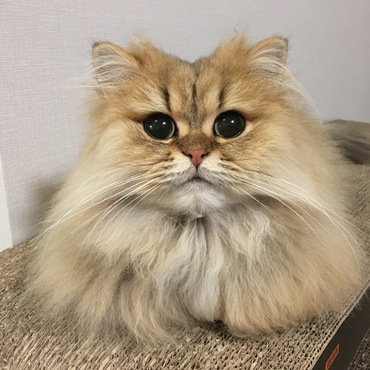 ゆきLoveの写真