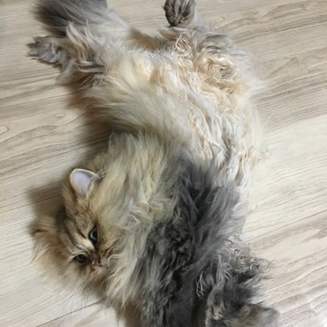 ゆきLoveの写真