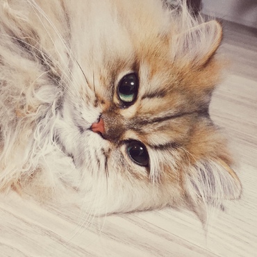 ゆきLoveの写真