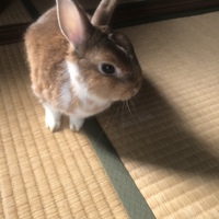 あーぱー