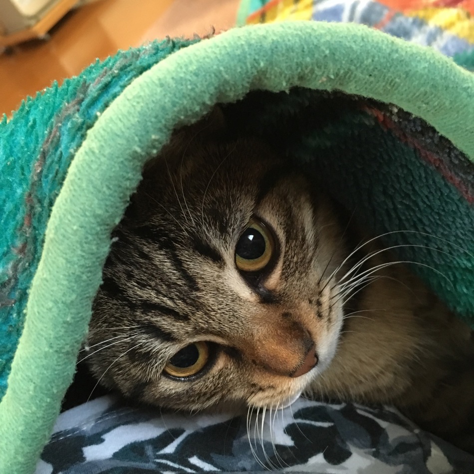 めいのカバー写真