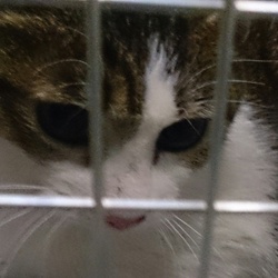 「ひまわり、お家へ！」サムネイル1