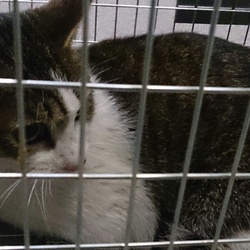 「ひまわり、お家へ！」サムネイル2