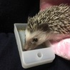 うちのハリネズミのマロンちゃんです！