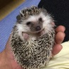 初めて手に乗ってくれた時のまろん(*˘︶˘*)
