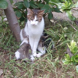 「ひまわり、お家へ！」サムネイル3