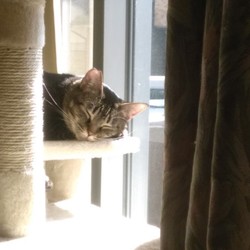 キャットタワー購入しました。