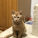 保護猫二匹の募集です