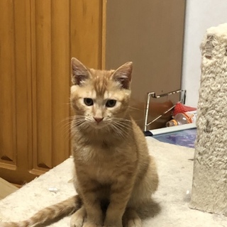 保護猫二匹の募集です