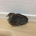 ヒメウズラ里親募集