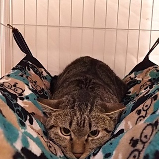 人馴れ修行頑張り中!!アメショ風　甘〔かん〕ちゃん