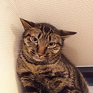 ☆目力イケにゃん!! 弟〔おと〕君