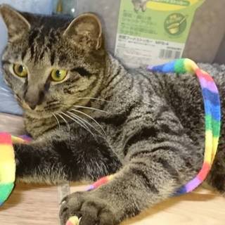 ☆お家猫修行頑張り中!!実は甘えた　歌くん