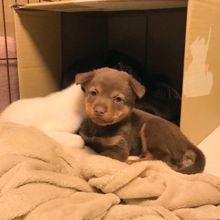 12月15日生まれ チョコタン 