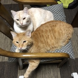シュリのおうち犬猫譲渡会