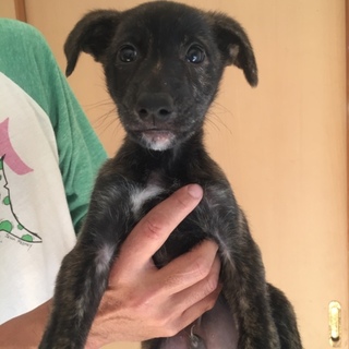 ウィペットミックスです