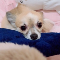 ペコ
