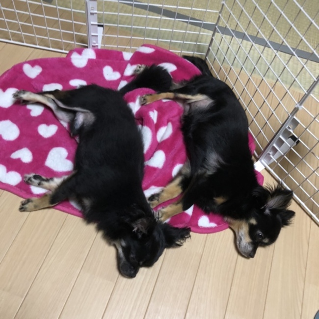 かもめちゃんのカバー写真