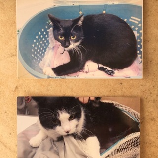 避妊、去勢済の兄妹猫です。黒がメス、白黒がオス。