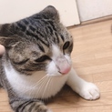 4/6 生まれ もうすぐ1歳 オス