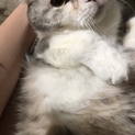 管理者による取下げ：スコティッシュフォールド