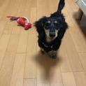 ミニチュアダックス(^ ^)9ヶ月