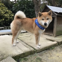 玄