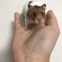 ハムスター