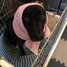ピンクのタオルでほっかむりスタイルがよく似合う〜笑