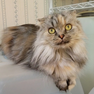 マンチカン短足の女の子