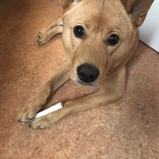 大きなMIX。ビビりだけどお調子者！