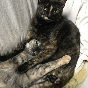 グラの写真