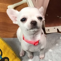 しらこ