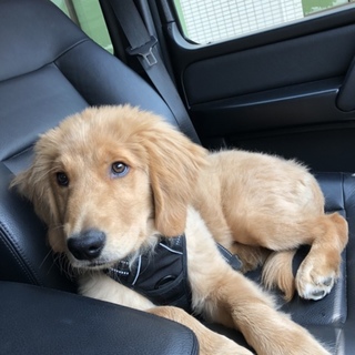 ゴールデンレトリバー ♂ 去勢済み 