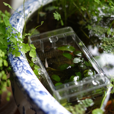 白めだかちゃん☆の写真