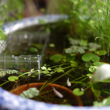 白めだかちゃん☆の写真