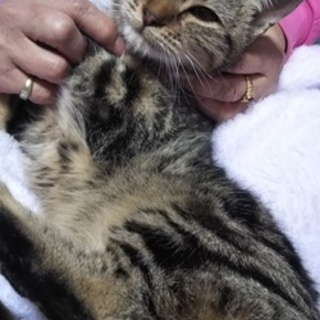 アメショー風柄のキジトラの男の子です☆