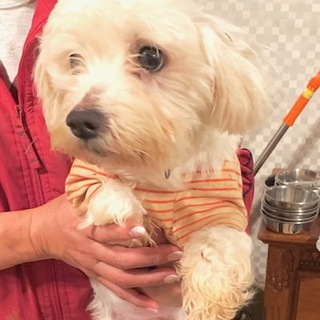 ♡２５４　マルチーズの「フクちゃん」