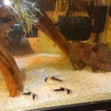 熱帯魚 コリドラスアドルフォイの里親募集中です。
