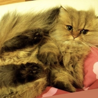 素敵な里親さんが見つかりました！