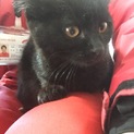 里親募集！黒の子猫生後3ヶ月くらい