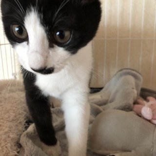 人馴れしたハチワレの子猫です