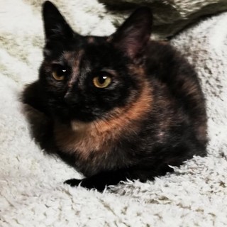 可愛い子猫の里親さんを探しています