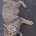 イクラちゃんの里親さん募集