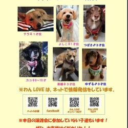 譲渡会 at ハマグチ動物病院 サムネイル2