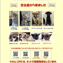 譲渡会 at ハマグチ動物病院 サムネイル3