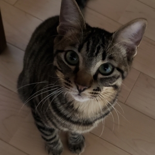 美形　キジトラ　男の子