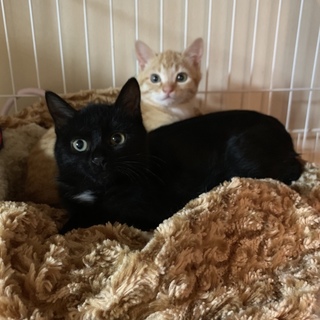 首に月の輪模様がある黒猫の男の子